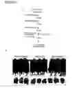 Fig. 34 - Polypeptide vaccine