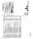Fig. 02 - Method for treating infections