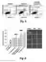 Fig. 05 - COPOLYMERS FOR THE DELIVERY OF DRUGS INTO CELLS