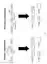 Fig. 02 - Factor VIII mutation repair and tolerance induction