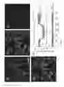 Fig. 08 - Two-photon probe for detecting copper(II) ion and quantitative estimation of copper(II) ion in human tissue using the same