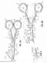 Fig. 03 - Scissors for accessing an acute angle between sewn layers of material