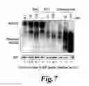Fig. 08 - NOVEL MUCOLYTIC AGENTS