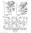 Fig. 04 - STRATEGY TO ENGINEER PHYTOCHROMES WITH IMPROVED ACTION IN CROP FIELDS