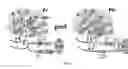 Fig. 06 - STRATEGY TO ENGINEER PHYTOCHROMES WITH IMPROVED ACTION IN CROP FIELDS