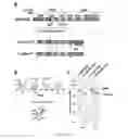 Fig. 07 - STRATEGY TO ENGINEER PHYTOCHROMES WITH IMPROVED ACTION IN CROP FIELDS