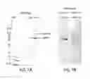 Fig. 08 - METHODS FOR PREPARING AND USING MULTICHAPERONE-ANTIGEN COMPLEXES