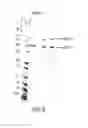 Fig. 09 - METHODS FOR PREPARING AND USING MULTICHAPERONE-ANTIGEN COMPLEXES