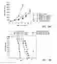 Fig. 28 - Methods of inhibiting proliferation of CD40-expressing cancer cells with anti-CD40 antibodies