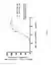 Fig. 04 - Anti-OX40 antibodies and methods of use