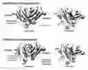 Fig. 01 - CH3 domain variant pair inducing formation of heterodimer of heavy chain constant region of antibody at high efficiency, method for preparing same, and use thereof