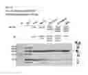 Fig. 22 - CH3 domain variant pair inducing formation of heterodimer of heavy chain constant region of antibody at high efficiency, method for preparing same, and use thereof