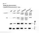 Fig. 24 - CH3 domain variant pair inducing formation of heterodimer of heavy chain constant region of antibody at high efficiency, method for preparing same, and use thereof