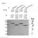 Fig. 25 - CH3 domain variant pair inducing formation of heterodimer of heavy chain constant region of antibody at high efficiency, method for preparing same, and use thereof