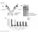 Fig. 29 - CH3 domain variant pair inducing formation of heterodimer of heavy chain constant region of antibody at high efficiency, method for preparing same, and use thereof