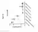 Fig. 80 - Bispecific antibodies that bind to CD38 and CD3