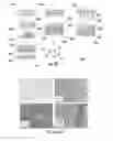 Fig. 43 - Isolated and fixed micro and nano structures and methods thereof