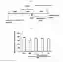 Fig. 02 - Composition for Promoting Differentiation and Proliferation of Neural Stem Cell and Neural Precursor Cell