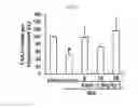 Fig. 08 - Composition for Promoting Differentiation and Proliferation of Neural Stem Cell and Neural Precursor Cell