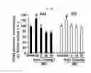 Fig. 09 - Composition for Promoting Differentiation and Proliferation of Neural Stem Cell and Neural Precursor Cell