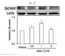 Fig. 32 - Composition for Promoting Differentiation and Proliferation of Neural Stem Cell and Neural Precursor Cell