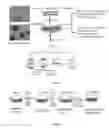 Fig. 02 - METHOD TO OBTAIN HEMATOPOIETIC STEM CELLS USING THREE-DIMENSIONAL INDUCING SYSTEM