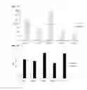 Fig. 07 - Cell penetrating peptide, conjugate comprising same, and composition comprising conjugate