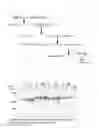 Fig. 02 - Recombinant Factor C and method for producing the same, and method for measuring endotoxin