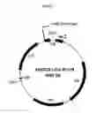 Fig. 02 - BACTERIAL ENGINEERING