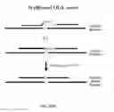 Fig. 45 - RNase H-based assays utilizing modified RNA monomers