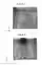 Fig. 07 - Coke extrusion force estimation method and coke oven repairing method