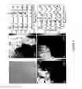 Fig. 04 - Method of stamping surface-enhance Raman spectroscopy for label-free, multiplexed, molecular sensing and imaging