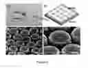 Fig. 07 - Method of stamping surface-enhance Raman spectroscopy for label-free, multiplexed, molecular sensing and imaging