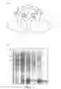 Fig. 07 - Non-competitive immunoassays to detect small molecules using nanopeptamers