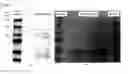 Fig. 08 - Methods and compositions for screening and detecting biomarkers