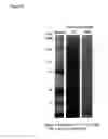 Fig. 11 - Methods and compositions for screening and detecting biomarkers