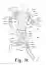 Fig. 30 - Motion recognition clothing [TM] with flexible electromagnetic, light, or sonic energy pathways