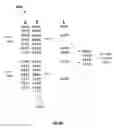 Fig. 05 - Efficiency sets in a distributed system