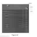 Fig. 37 - Systems and methods for split screen display of biological specimen and for capturing records thereof