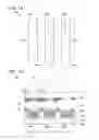 Fig. 02 - Light-emitting device, electronic device, and lighting device