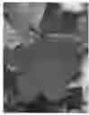 Fig. 01 - Mandevilla lindl plant named 