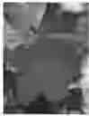 Fig. 02 - Mandevilla lindl plant named 