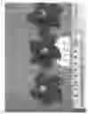 Fig. 05 - Mandevilla lindl plant named 
