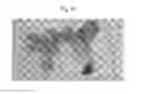 Fig. 07 - MULTILEAF SPINACH