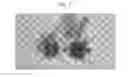 Fig. 08 - MULTILEAF SPINACH