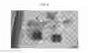 Fig. 09 - MULTILEAF SPINACH