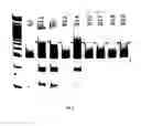 Fig. 09 - Genetically edited pigs comprising a modification in the RELA gene