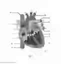 Fig. 07 - System for determining the condition of a heart valve