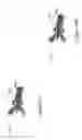 Fig. 44 - Large capacity biopsy forceps