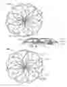 Fig. 08 - Occluder and anastomosis devices